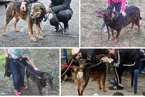 Aslan czeka już 1,5 roku na swojego człowieka a to, Wieliczka