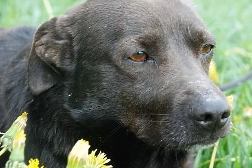 Taaj - maluch potrzebuje dobrego, ciepłego domu,  