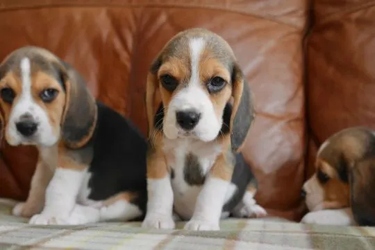BEAGLE, Szczeniak na sprzedaż Kontakt przez Whatsapp... +48736614543, , Plaskosz