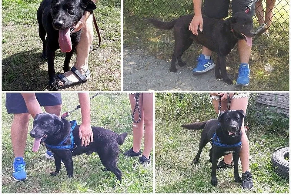 Stachu-przyjacielski,pozytywny,energiczny psiak mix labrador, mazowieckie Warszawa, Mazowieckie, Warszawa