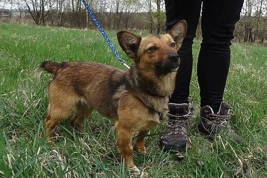 Zara młoda radosna sunia szuka pilnie kochającego 