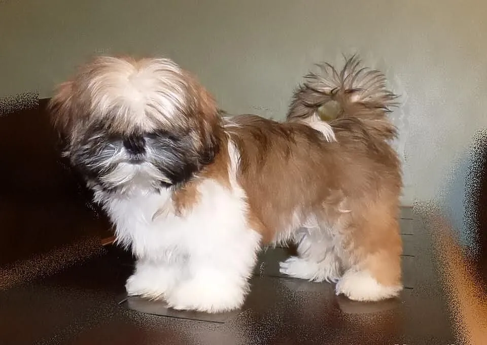 Shih Tzu -rodowod FCI