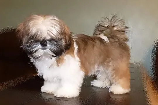 Shih Tzu -rodowod FCI
