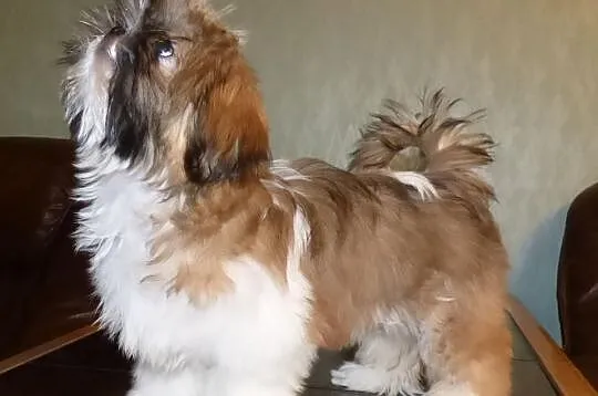 Shih Tzu -rodowod FCI