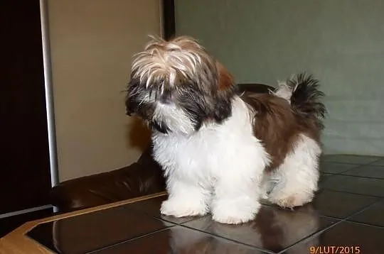 Shih Tzu -rodowod FCI