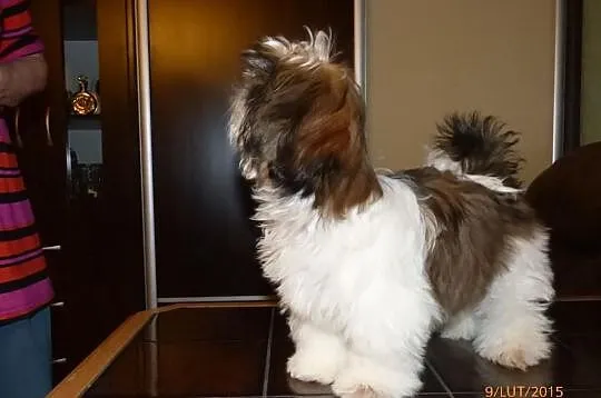 Shih Tzu -rodowod FCI