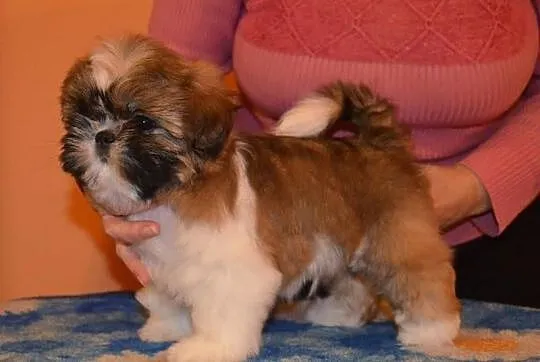Shih Tzu -rodowod FCI