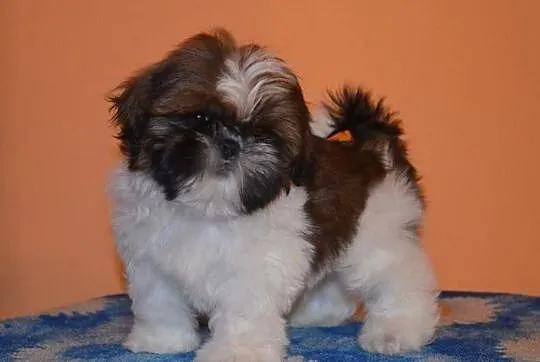 Shih Tzu -rodowod FCI