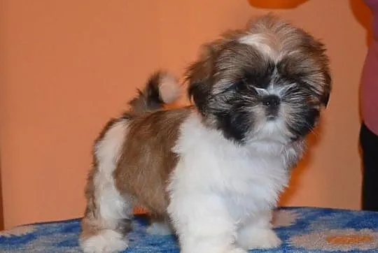 Shih Tzu -rodowod FCI