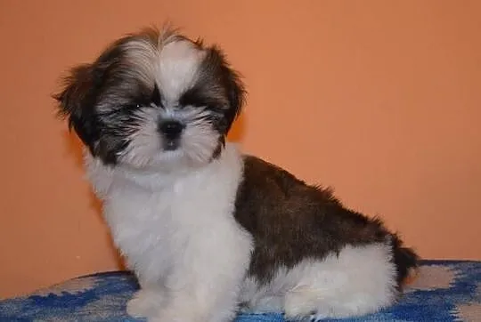 Shih Tzu -rodowod FCI