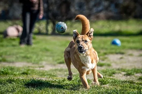 Chodzi, wypatruje, szczeka czekając na swojego czł, Kraków