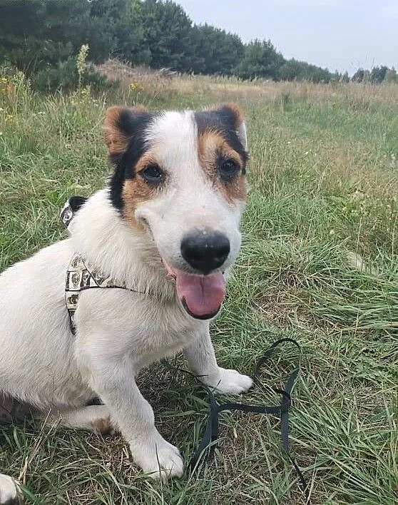 JOGA - piękna sunia do adopcji od zaraz!, wielkopolskie Poznań, Wielkopolskie, Poznań
