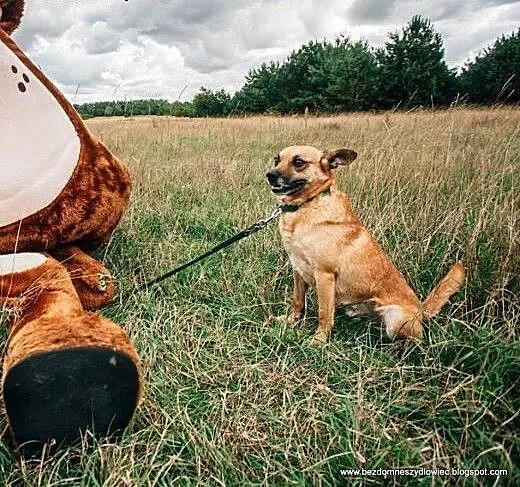 Wedelek - słodki kundelek, który czeka na dom, ma