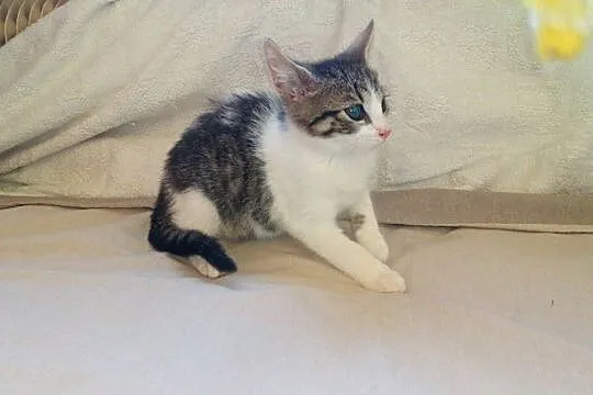 Mały kociak Fuksik szuka domu