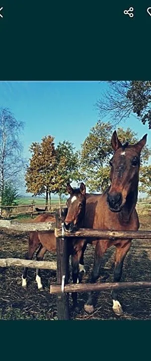 Sprzedam odsadka klacz, , Ryjewo