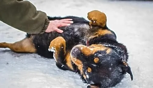 Oluś – rottweiler, który skradnie Ci serce