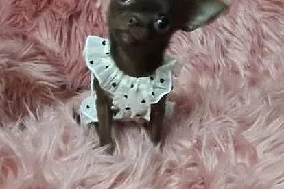 *** MIKRUSEK Dziewczynka Chihuahua *** Gotowa Do Odbioru ***
