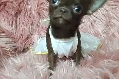*** MIKRUSEK Dziewczynka Chihuahua *** Gotowa Do Odbioru ***, Wielkopolskie, Ciszkowo