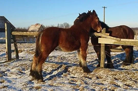 Ogierek arden polski , rodzice arden belgijski