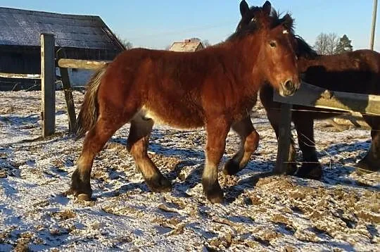 Ogierek arden polski , rodzice arden belgijski