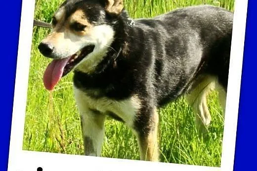 Grzeczny,zrównoważony pies MENEK, przyjacielski,łagodny.Adopcja.,  dolnośląskie Wrocław