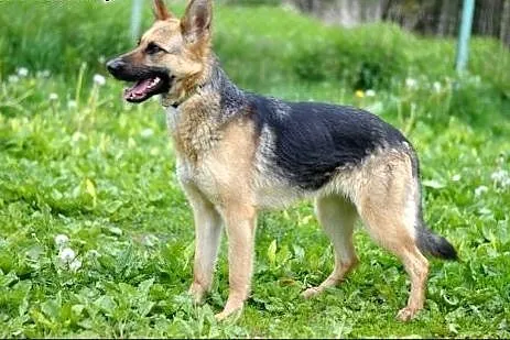 Tina - idealna dla poszukujących fajnego owczarka :),  warmińsko-mazurskie Olsztyn