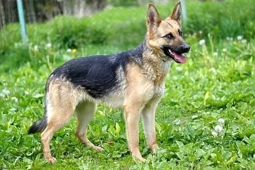 Tina - idealna dla poszukujących fajnego owczarka 