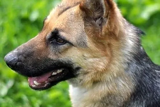 Tina - idealna dla poszukujących fajnego owczarka 