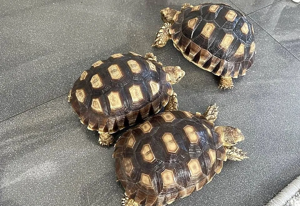 Żółw pustynny Sulcata, Zachodniopomorskie, Police