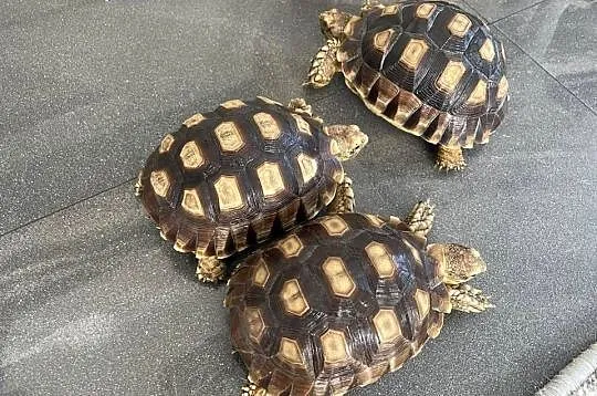 Żółw pustynny Sulcata, Zachodniopomorskie, Police