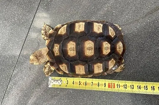 Żółw pustynny Sulcata, Zachodniopomorskie, Police