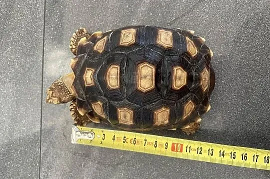 Żółw pustynny Sulcata, Zachodniopomorskie, Police
