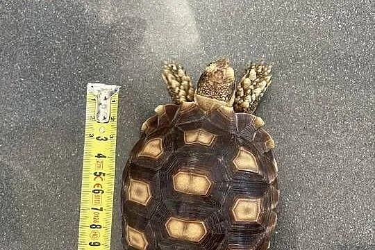 Żółw pustynny Sulcata, Zachodniopomorskie, Police
