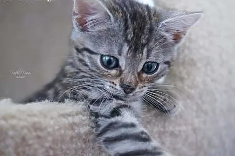 Kociak Zojka cudne maleństwo szuka kochającego dom