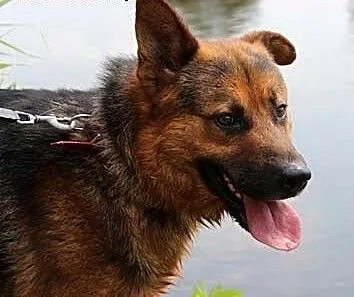 Zorro – czeka na dom i przyjaciela , ma