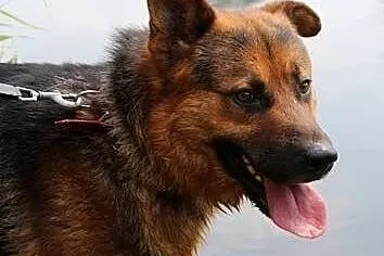 Zorro &#8211; czeka na dom i przyjaciela ,  ma