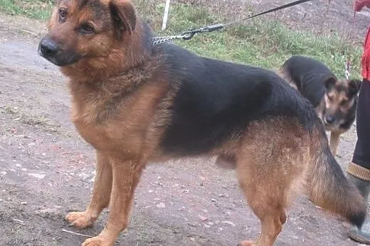 Zorro &#8211; czeka na dom i przyjaciela ,  ma