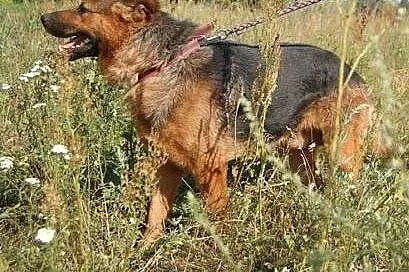 Zorro &#8211; czeka na dom i przyjaciela ,  ma