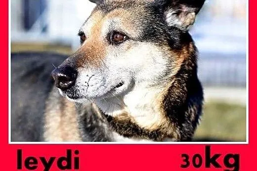 Pokochajcie ją proszę,ona tak tęskni,łagodna suczka LEYDI.Adopcja,  śląskie Katowice