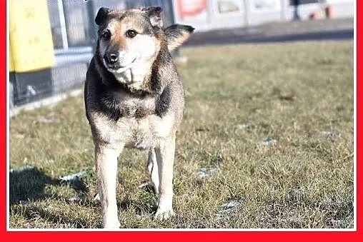 Pokochajcie ją proszę,ona tak tęskni,łagodna suczk