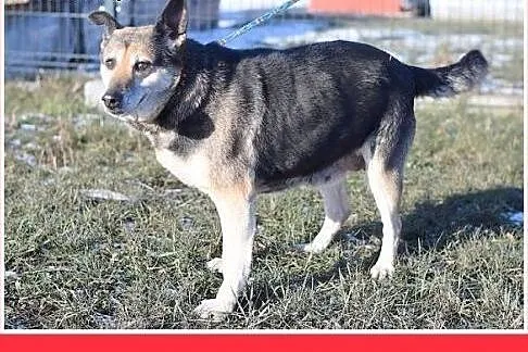 Pokochajcie ją proszę,ona tak tęskni,łagodna suczk