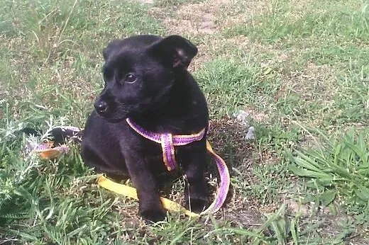 Megi- malutka sunia szuka kochającego domku!!!,  d