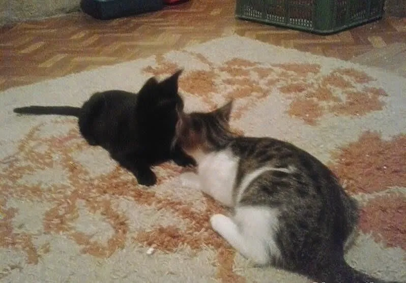 Jasienie