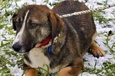 FLAPI - delikatny psiak, wpadł w depresję w schronisku, ADOPTUJ!,