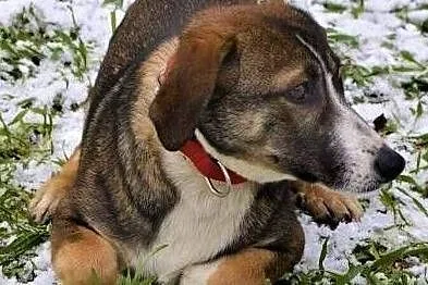 FLAPI - delikatny psiak, wpadł w depresję w schronisku, ADOPTUJ!,, Łódzkie, Łódź