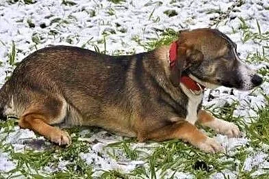 FLAPI - delikatny psiak, wpadł w depresję w schronisku, ADOPTUJ!,, Łódzkie, Łódź