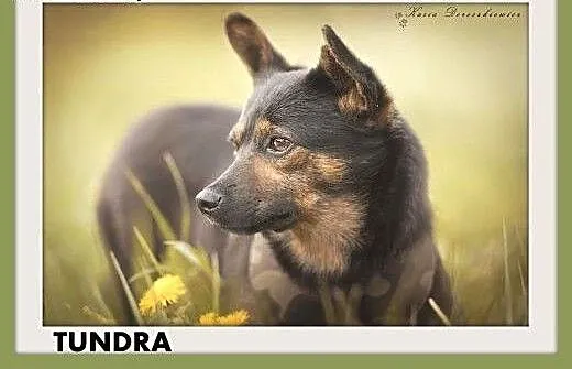 TUNDRA,mała,łagodna,delikatna suczka.ADOPCJA, ślą