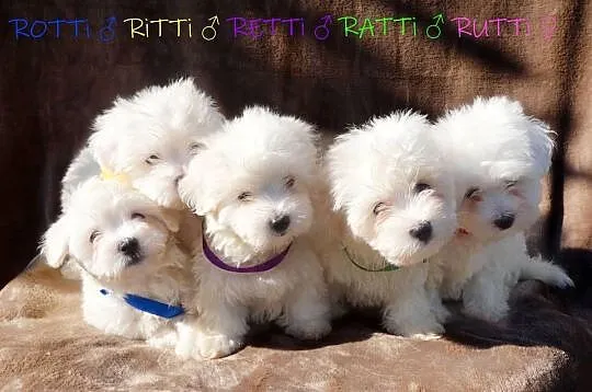 SAMIEC biały Coton De Tulear szczenię ZHPR UCI Kraków