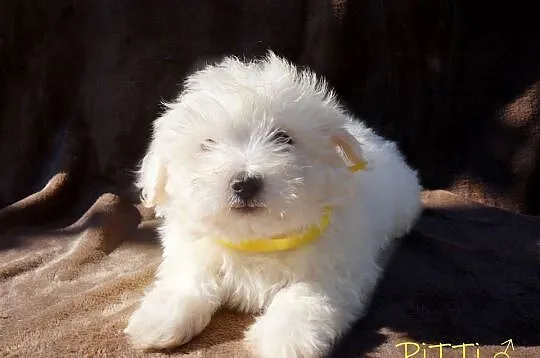 SAMIEC biały Coton De Tulear szczenię ZHPR UCI Kraków, Małopolskie, Kraków