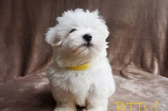 SAMIEC biały Coton De Tulear szczenię ZHPR UCI Kraków, Małopolskie, Kraków